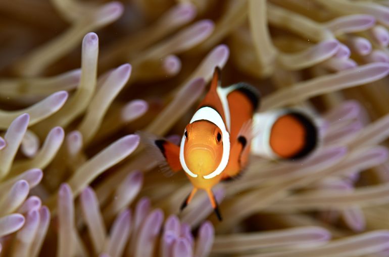 カクレクマノミ　クマノミ　ニモ