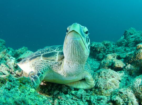 沖縄　石垣　okinawa
