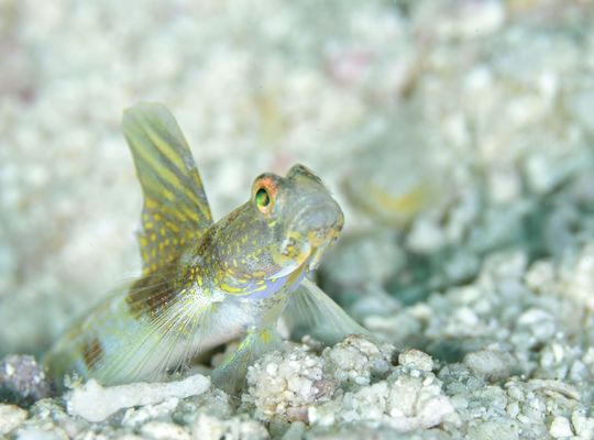沖縄　石垣　okinawa
