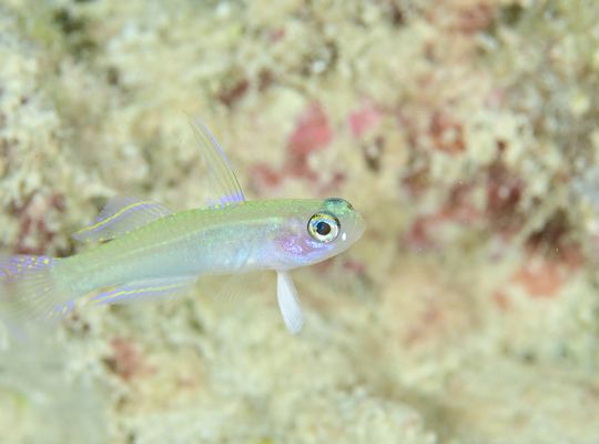 沖縄　石垣島　okinawa