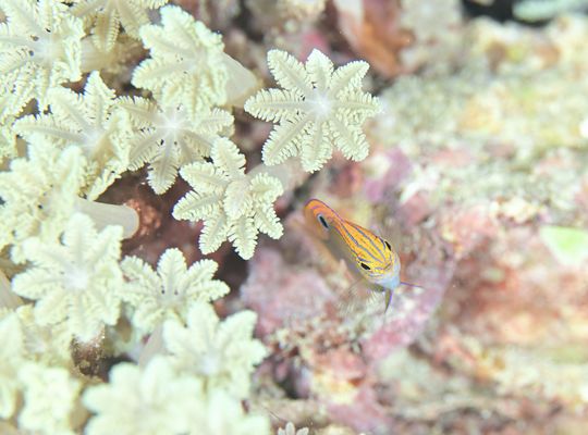 スキューバ　ダイビング　スノーケル