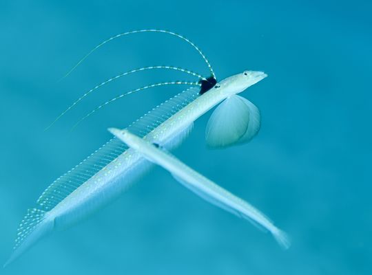 スキューバ　ダイビング　海