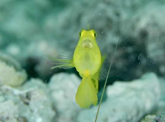 石垣　沖縄　okinawa