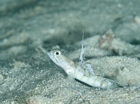 スキューバ　ダイビング　海