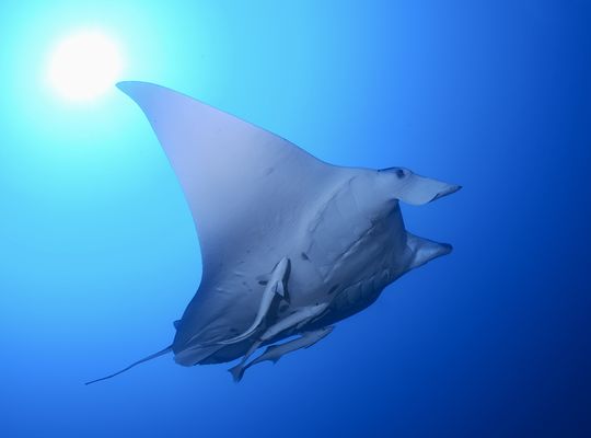 スキューバ　ダイビング　海