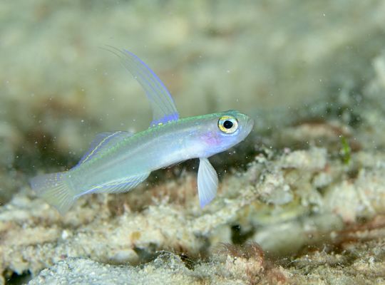 スキューバ　ダイビング　海