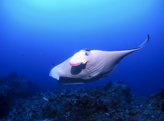 スキューバ　ダイビング　海