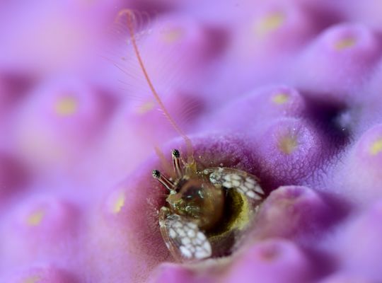 スキューバ　ダイビング　海
