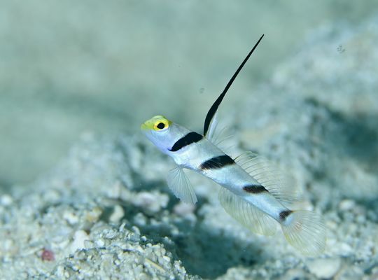 スキューバ　ダイビング　海