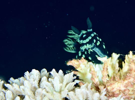 ツアー　旅行　旅