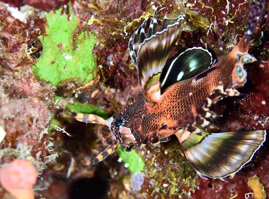 ツアー　スキューバ　ダイビング