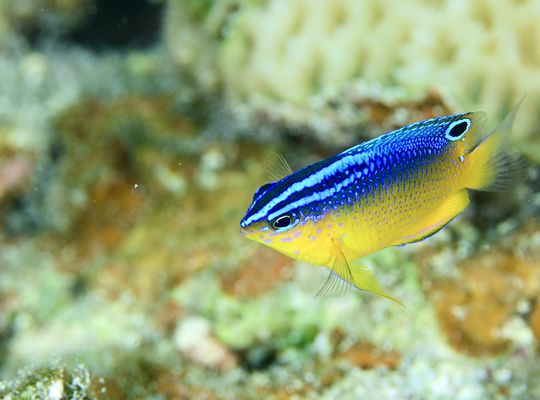 スキューバ　ダイビング　潜る