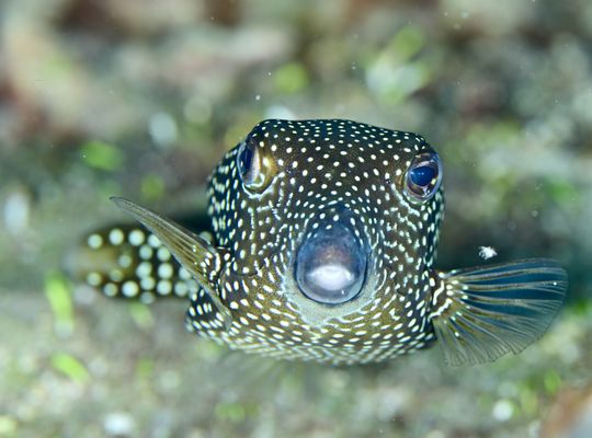 スキューバ　ダイビング　旅行