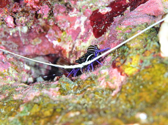沖縄　石垣　okinawa