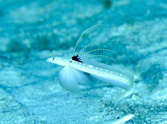 スキューバ　ダイビング　海