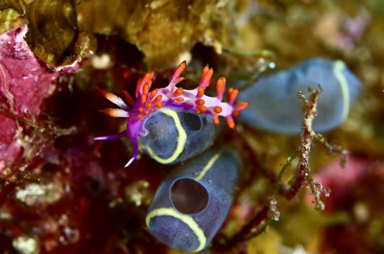 ウミウシ　nudibranch　海