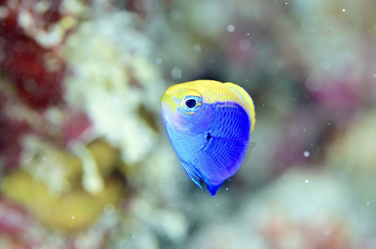 スキューバ　ダイビング　diving