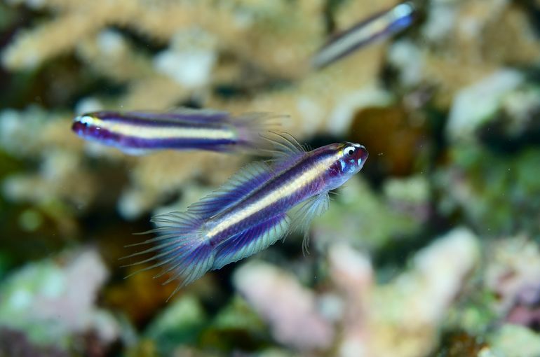 沖縄　okinawa 石垣