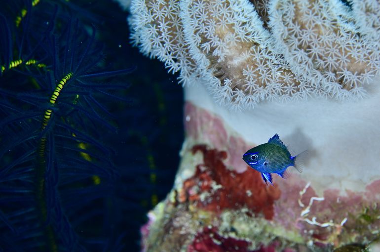 スズメダイ　ウミウシ　熱帯魚