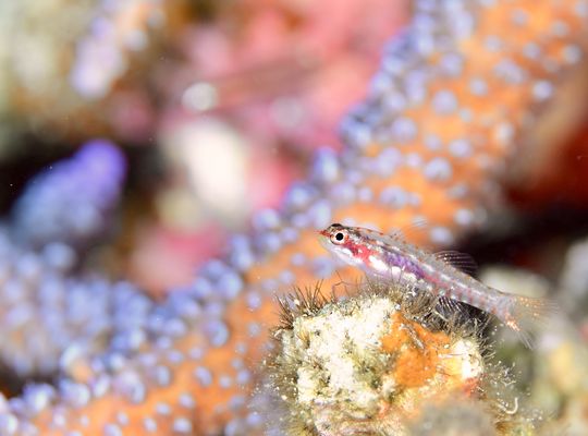 スキューバ　ダイビング　diving