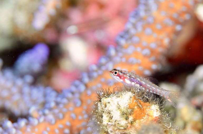 スキューバ　ダイビング　diving