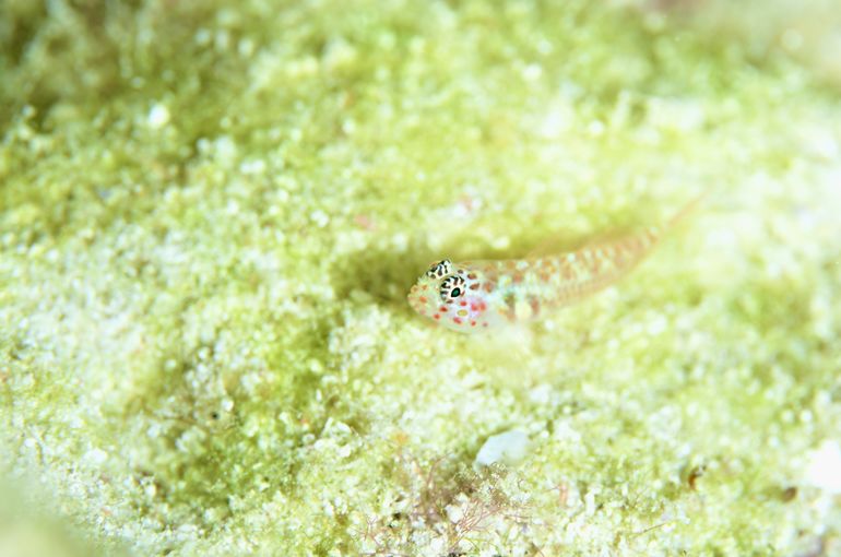 沖縄　okinawa 石垣