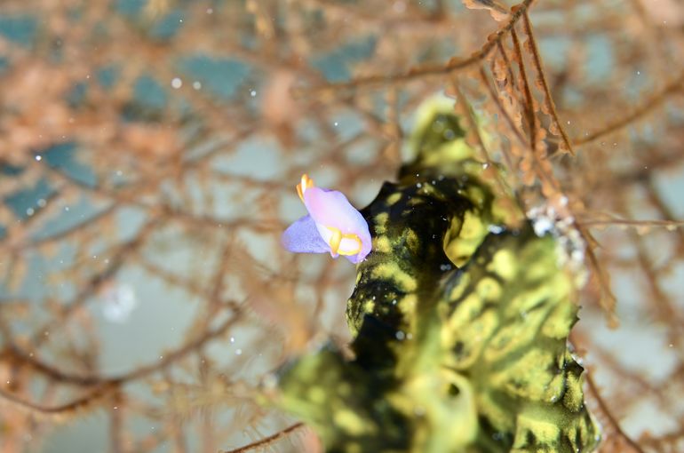 ウミウシ　ハゼ　スズメダイ