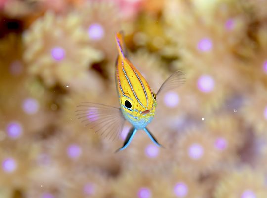 スキューバ　ダイビング　diving