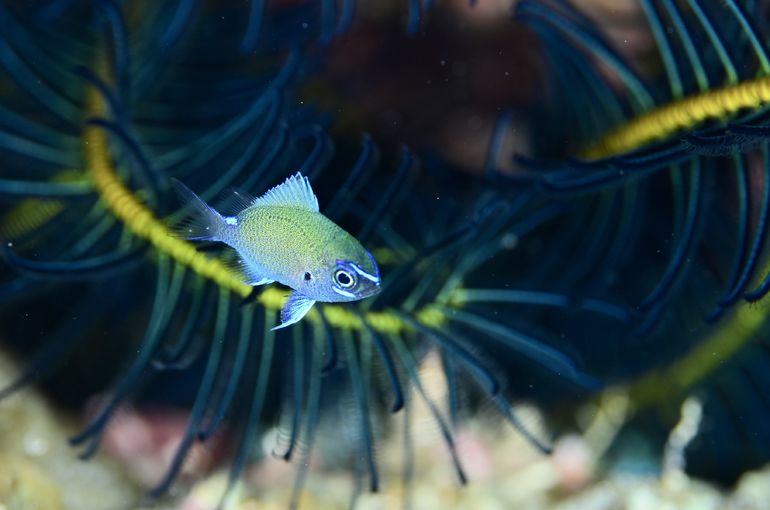 沖縄　okinawa 石垣
