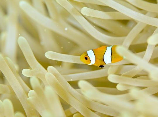 沖縄　石垣　okinawa