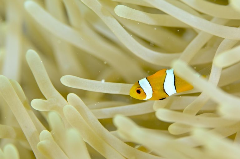 スキューバ　ダイビング　スノーケル