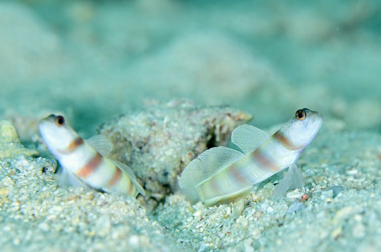 旅行　scuba diving