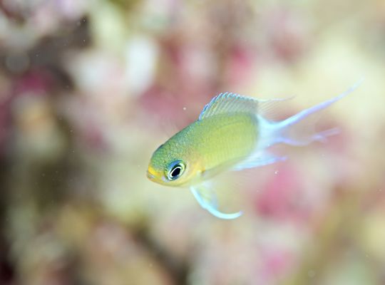 スキューバ　ダイビング　スノーケル