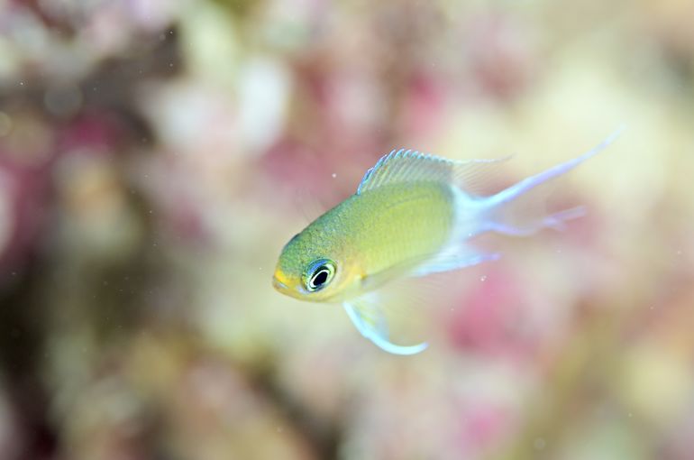 スキューバ　ダイビング　スノーケル