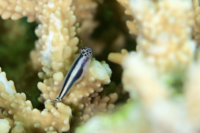 沖縄　石垣　okinawa