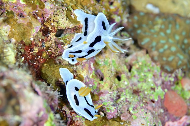scuba  diving snorkel