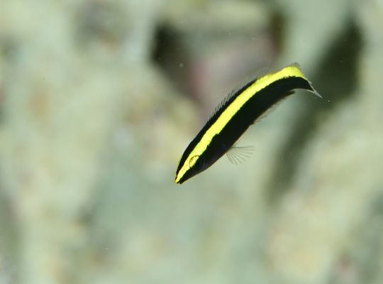 スキューバ　ダイビング　スノーケル