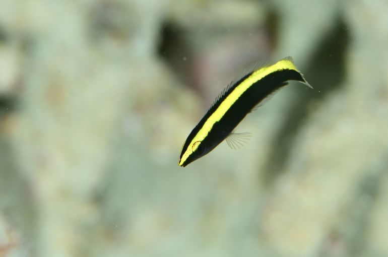 スキューバ　ダイビング　スノーケル