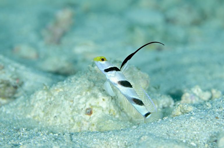 ハゼ　スズメダイ　マンタ