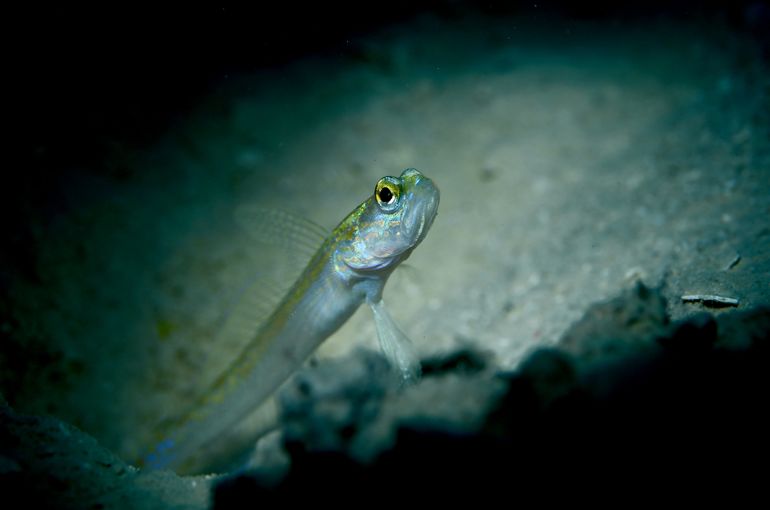 スキューバ　ダイビング　スノーケル