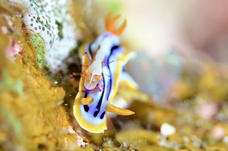 ハゼ　スズメダイ　幼魚