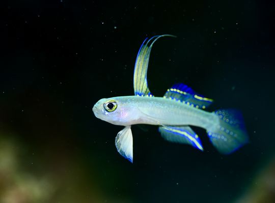 沖縄　石垣　okinawa