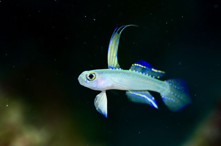 沖縄　石垣　okinawa