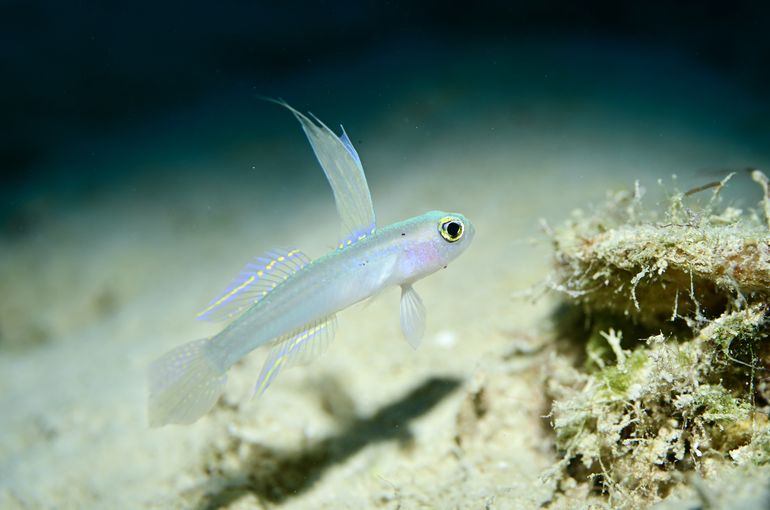 スキューバ　ダイビング　スノーケル