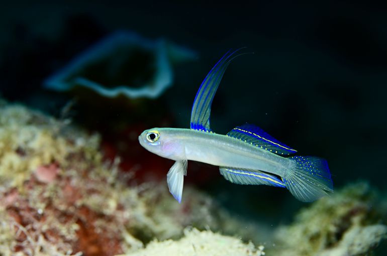 モエギハゼ　ハゼ　epic