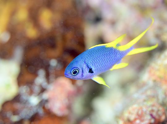 沖縄　石垣　okinawa