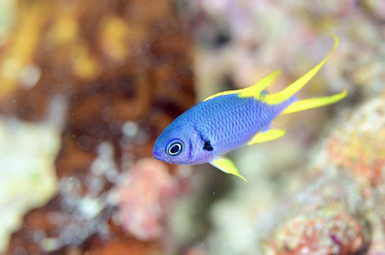 沖縄　石垣　okinawa