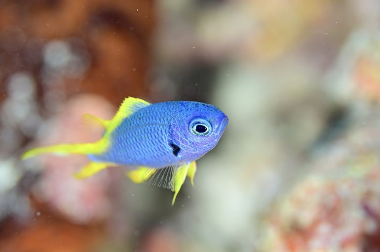 スキューバ　ダイビング　スノーケル