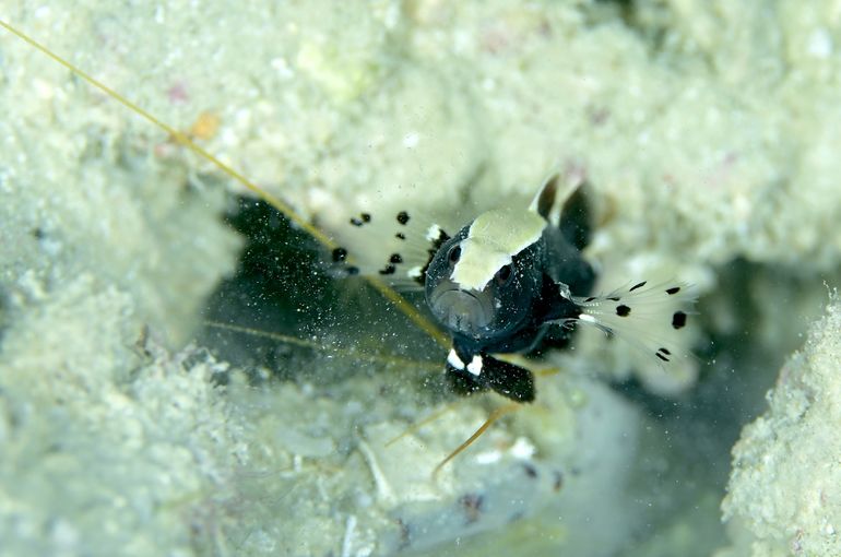 ベラ　スズメダイ　ウミウシ