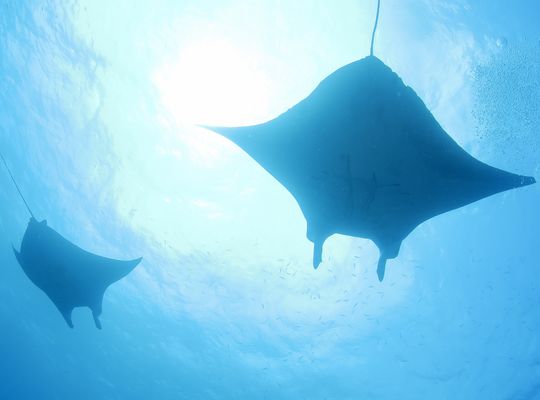 マンタ　manta mantaray